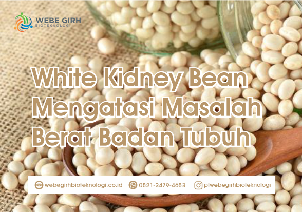 White Kidney Bean Mengatasi Masalah Berat Badan Tubuh