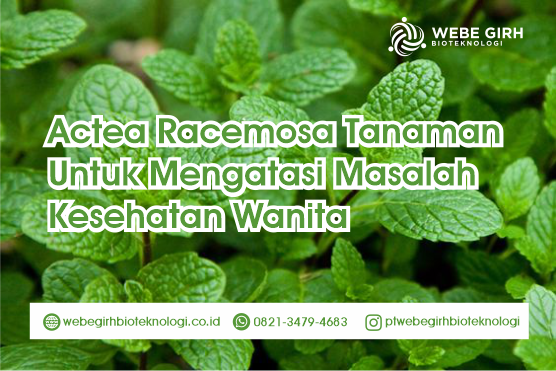 Manfaat Daun Mint Untuk Produk Minuman Pelangsing Anda