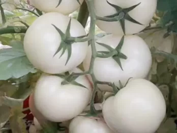 maklon minuman white tomato