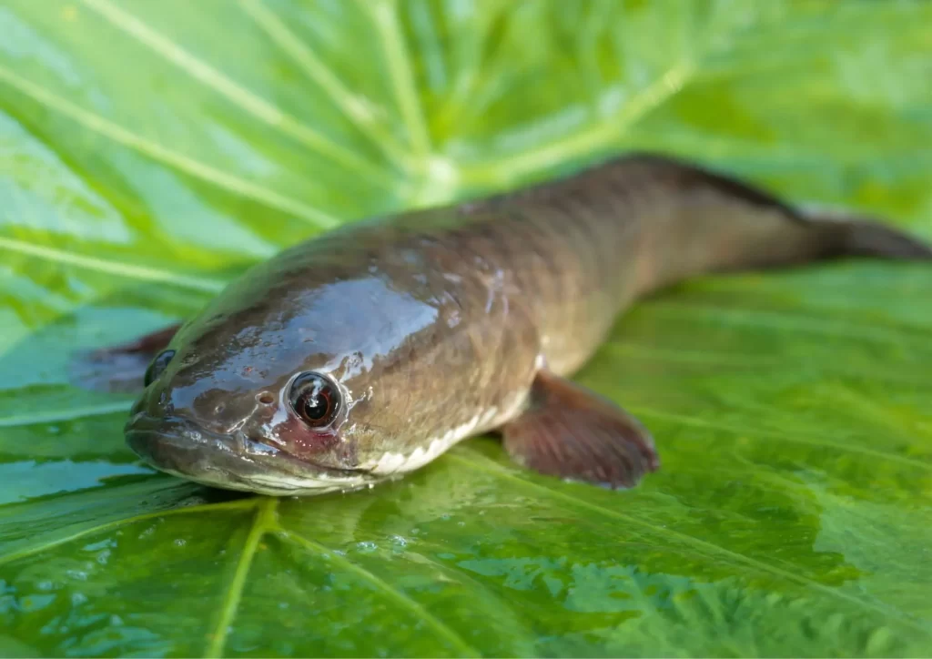 minuman kesehatan dari ikan gabus