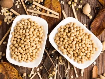 minuman serbuk soy bean
